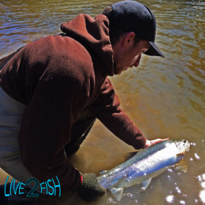 Live 2 Fish Ice out Steel in... Articles Daniel Notarianni River Fishing